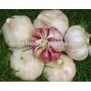 China Pollution Free White Garlic Hot Selling