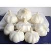Sell High-quality Fresh Natural pure white garlic #6 small image