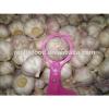 Ali/Alho/Ajo/Garlic fom China Supplier #3 small image