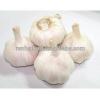 Ali/Alho/Ajo/Garlic fom China Supplier #5 small image