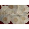 Ali/Alho/Ajo/Garlic fom China Supplier #6 small image