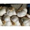 Good quality food garlic on sale #5 small image