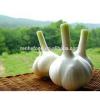 Fresh Garlic Global For good health #5 small image