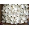 Super fresh pure white garlic from Renhe Food #6 small image