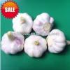 Super fresh pure white garlic from Renhe Food