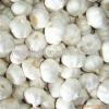 China Factory Exporter 2017 New Crop Normal White Garlic #2 small image
