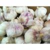 Best Quality and Cheap Price Fresh White Garlic #3 small image