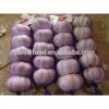 Best Quality and Cheap Price Fresh White Garlic #4 small image