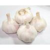 Supply Jinxiang Garlic from Renhe Food