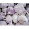 2017 New Crop Fresh White Garlic with Carton Packing #5 small image