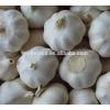 China Factory Exporter 2017 New Crop Normal White Garlic #5 small image