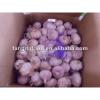 best pure white garlic from China