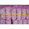 crop Chinese pure white garlic packed in carton #1 small image