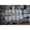 crop fresh white garlic 5P packed MOQ:1*40&#39;FCL