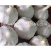 New Crop Fresh Pure White Garlics