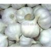 Fresh Pure White Garlic #1 small image