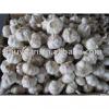 New Crop Fresh Normal White Garlic