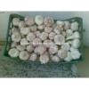 High Quality Best Price 100% Natural Egyption Fresh Super White Garlic #2 small image