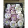 High Quality Best Price 100% Natural Egyption Fresh Super White Garlic #4 small image