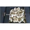 Common Cultivation Type and ISO 9001 Certification DRY &amp; FRESH white garlic #2 small image