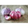 Takings Egyptian Garlic...dry garlic with best quality #1 small image