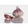 UP-TO-DATE GARLIC #1 small image