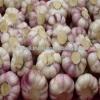 UP-TO-DATE GARLIC #3 small image