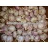 Participate output of egyptian dry garlic with good price/ red / yellow dry garlic #3 small image