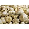 TAKE PART OF PRODUCT GARLIC #3 small image