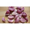 Participate output of egyptian dry garlic with good price/ red / yellow dry garlic #6 small image