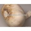Participate output of egyptian dry garlic with good price/ red / yellow dry garlic #2 small image