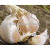 various Egyptian Garlic...DRY GARLIC...RED WHITE GARLIC #2 small image