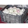 Newest crop best price high quality fresh normal white garlic fromegypt #3 small image