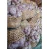 High Quality and Best Price Normal Fresh White Garlic #2 small image