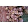 garlic supplier provides best fresh garlic price #4 small image