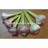best price products china 2017 new crop pure white fresh garlic from egypt #5 small image
