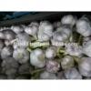 Forwell high quality Garlic New Season