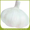 Fresh new crop white garlic #1 small image