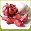 China fresh new crop red garlic #1 small image