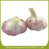 New fresh garlic red Manufacturers #3 small image
