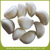 New crop garlic cloves in brine #1 small image