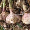 High quality fresh white garlic from China #6 small image