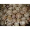 normal white garlic new crop