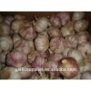 2014 crop garlic #1 small image