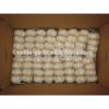 China cold storage fresh Garlic small packing good quality low price
