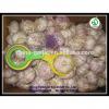 Bulk pure white fresh garlic price for sale #3 small image