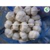 Fresh Garlic 5CM 2017 Crop Bulk Garlic Supplier