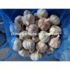 2017 crop chinese normal fresh white garlic 5/ 5.5cm