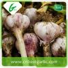 Wholesale china pure garlic 6cm white garlic for wholesales