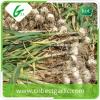 Fresh natural pure white natural garlic supplier #5 small image